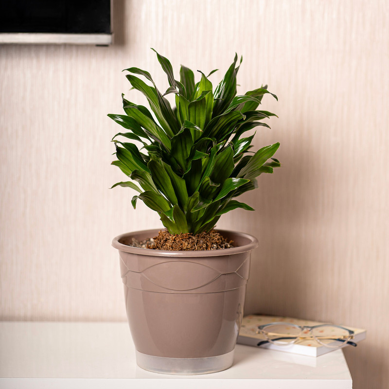 گیاه طبیعی دراسنا کامپکت مدل گلپونه