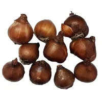 پیاز گل نرگس شیرازی معطر&nbsp;مدل p2 بسته 15 عددی