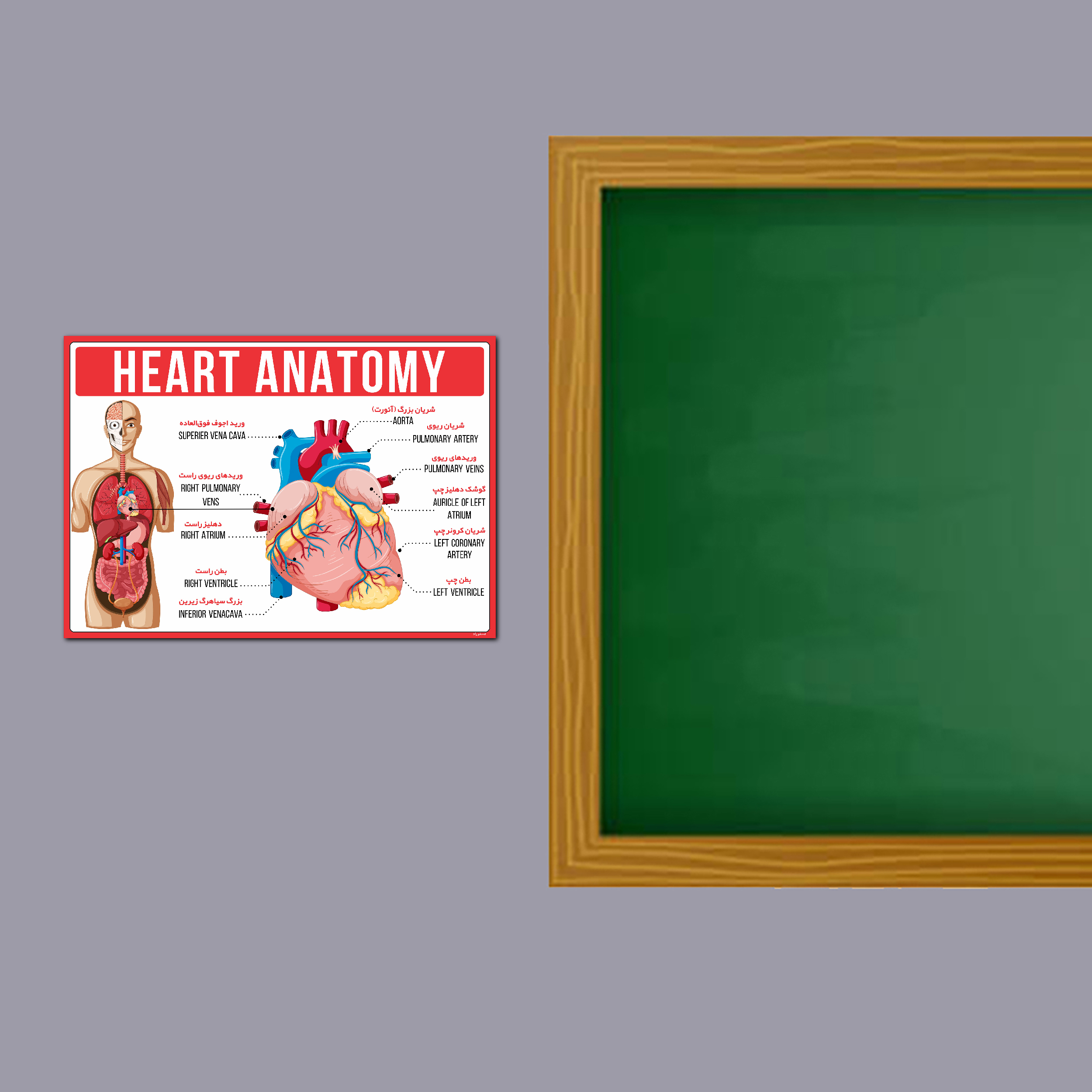 پوستر آموزشی مستر راد مدل آناتومی قلب کد fiory 1794