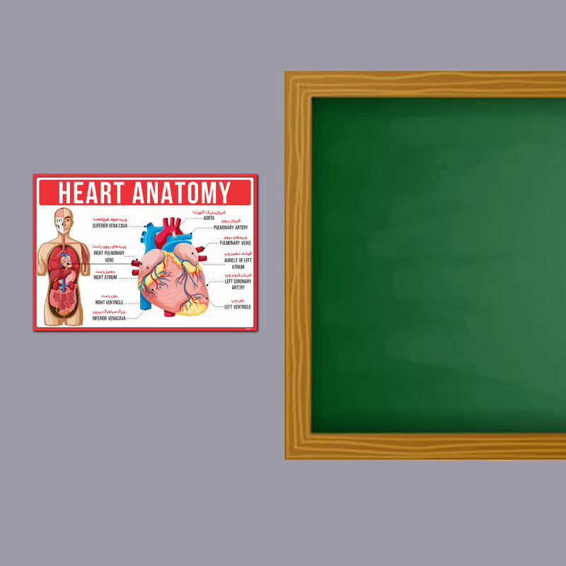 پوستر آموزشی مستر راد مدل آناتومی قلب کد fiory 1794