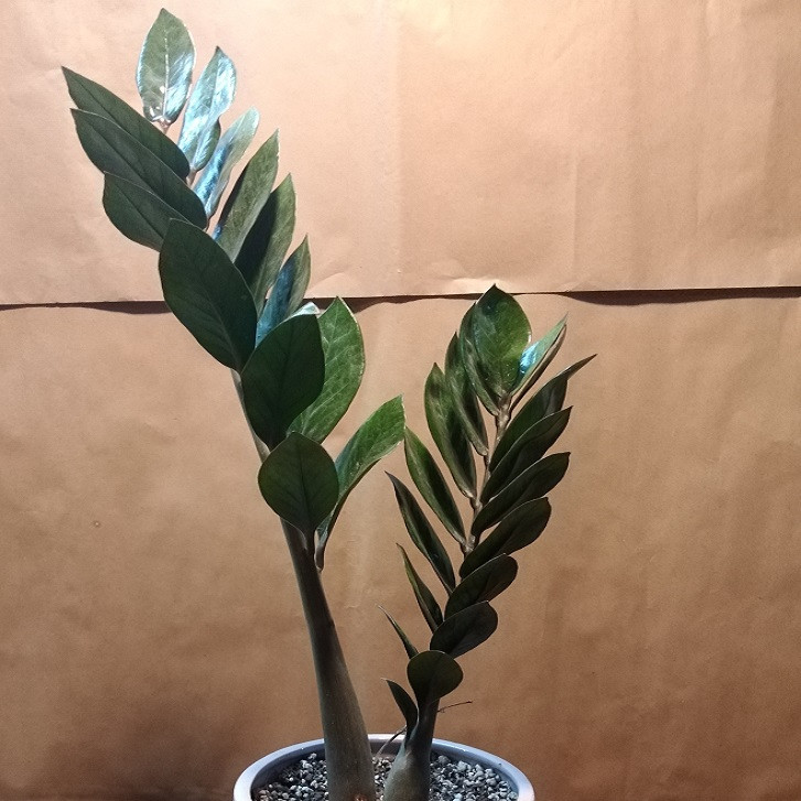 گیاه طبیعی زامیفولیا مدل z-2