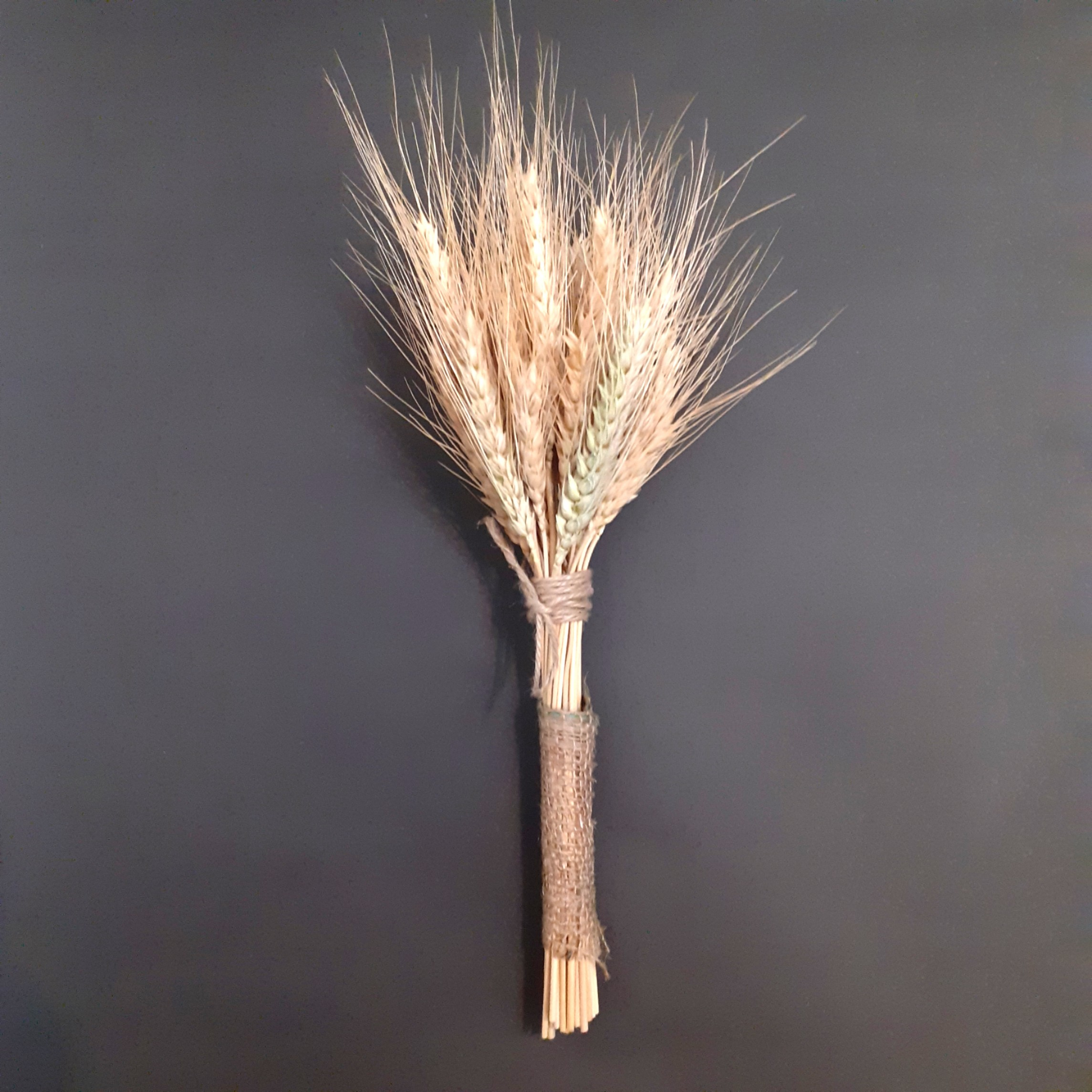 خوشه گندم خشک تزیینی مدل Gn101