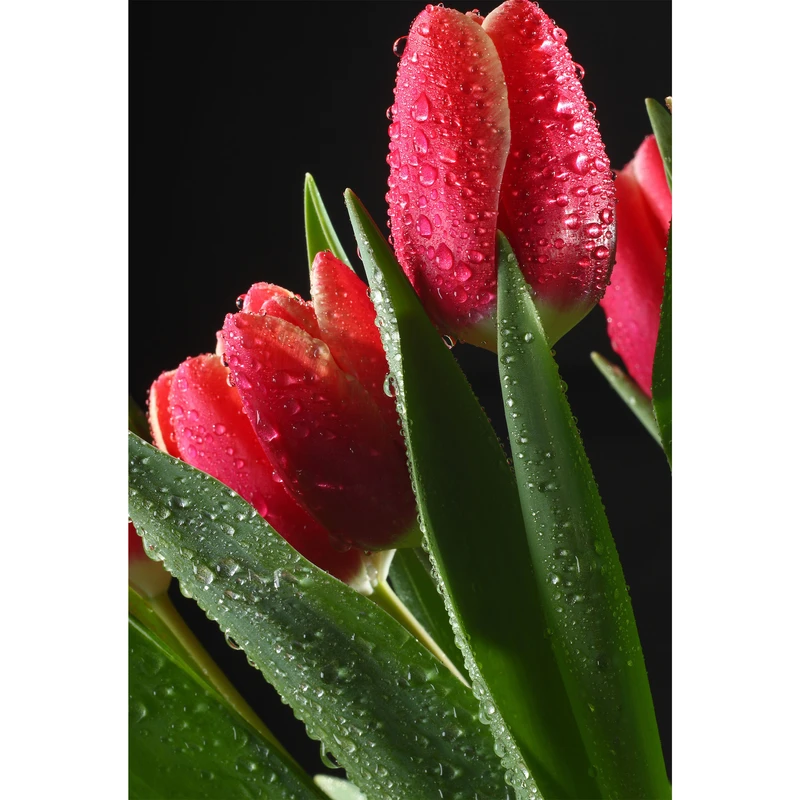 تابلو شاسی طرح گل لاله مدل T6791