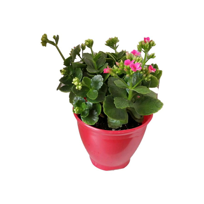 گیاه طبیعی کلانکوا کد ap01