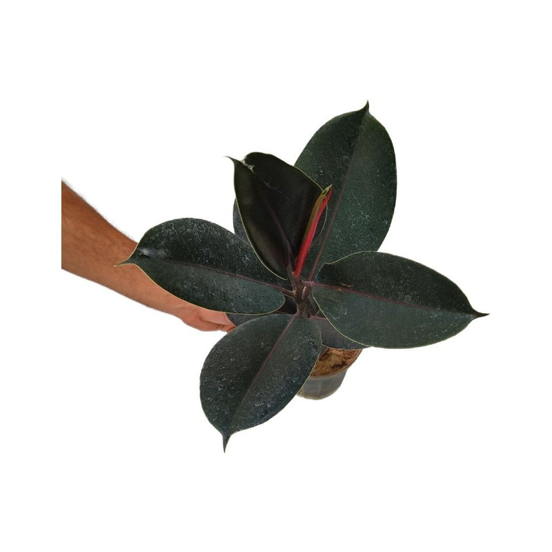 گیاه طبیعی فیکوس الاستیکا بلک مدل 03 گیاه طبیعی فیکوس الاستیکا بلک مدل 03