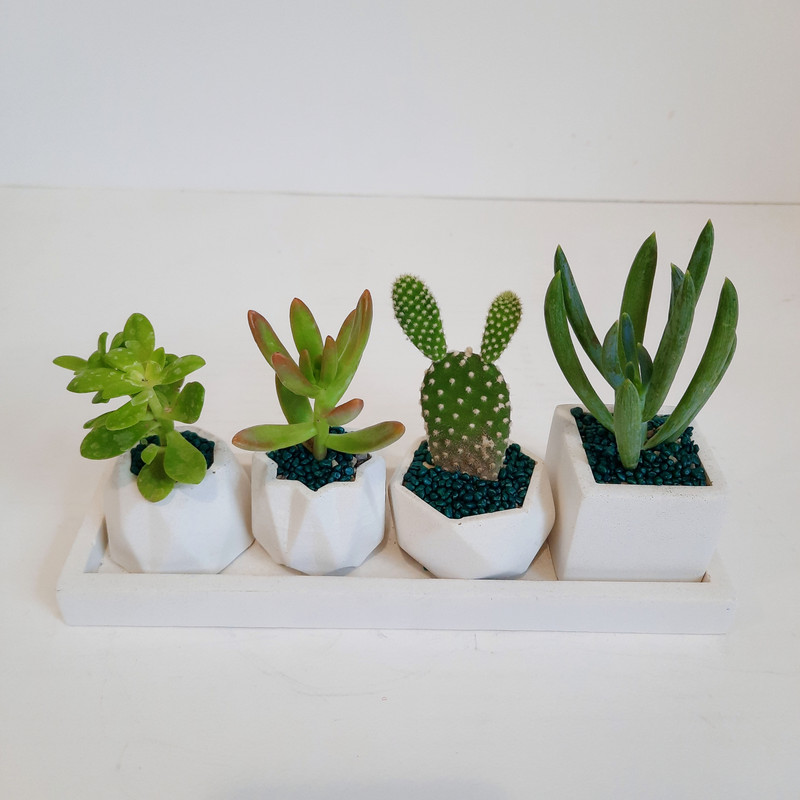 گیاه طبیعی ساکولنت و کاکتوس کد 135 مجموعه 4 عددی