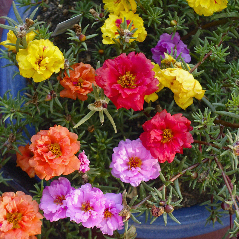 بذر گل ناز آفتابی الوان سانیا سید مدل ss30 بذر گل ناز آفتابی الوان سانیا سید مدل ss30