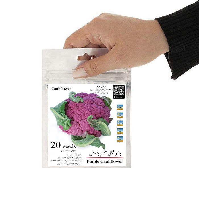 بذر گل کلم بنفش مدل GL20