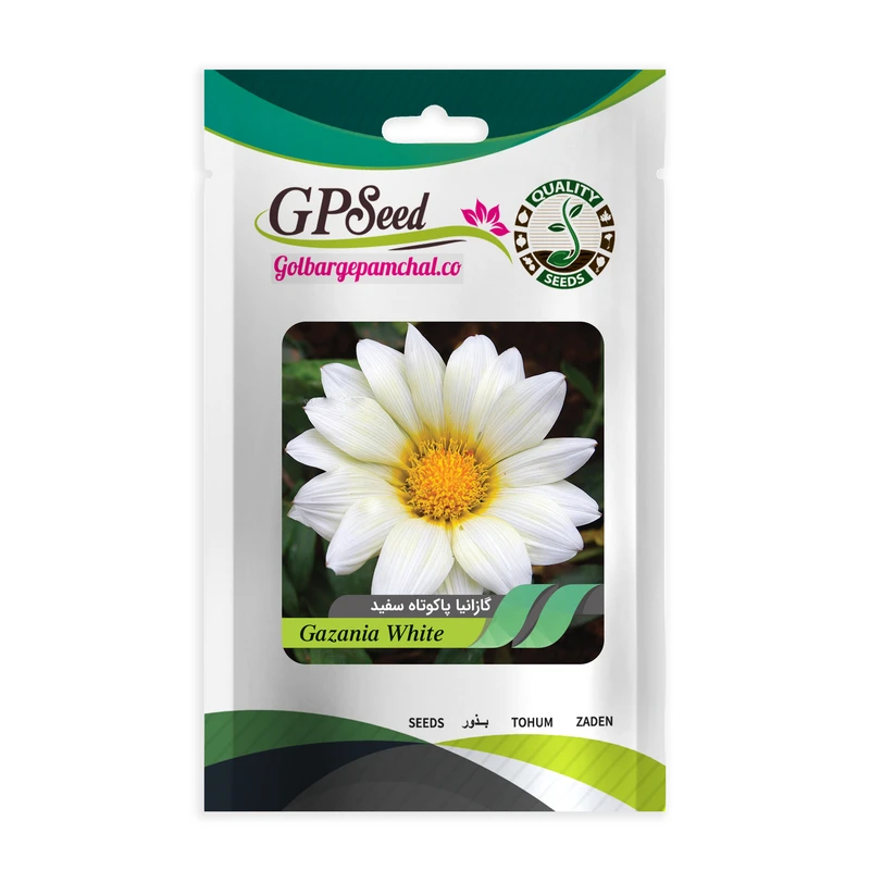 بذر گل گازانیا پاکوتاه سفید گلبرگ پامچال کد GPF-261