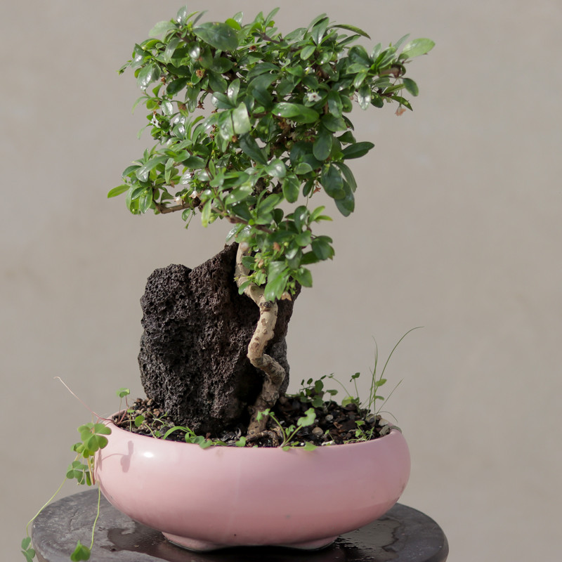 گیاه طبیعی بونسای گلدار کارمونا مدل 6810 گیاه طبیعی بونسای گلدار کارمونا مدل 6810