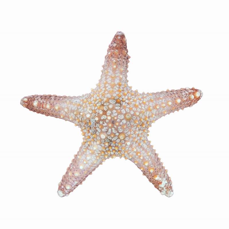 ستاره دریایی تزیینی مدل w27