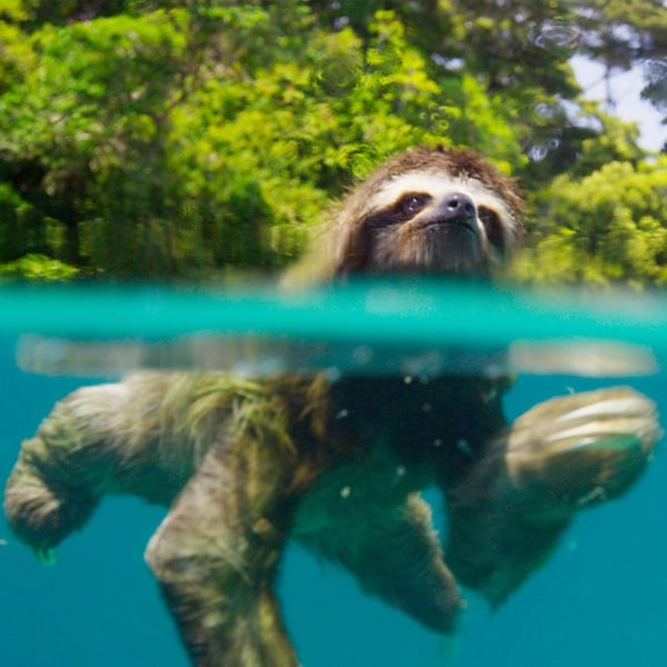 مستند سیاره زمین دو Planet Earth II 2016 اثر دیوید اتنبرو نشر لیمو استور