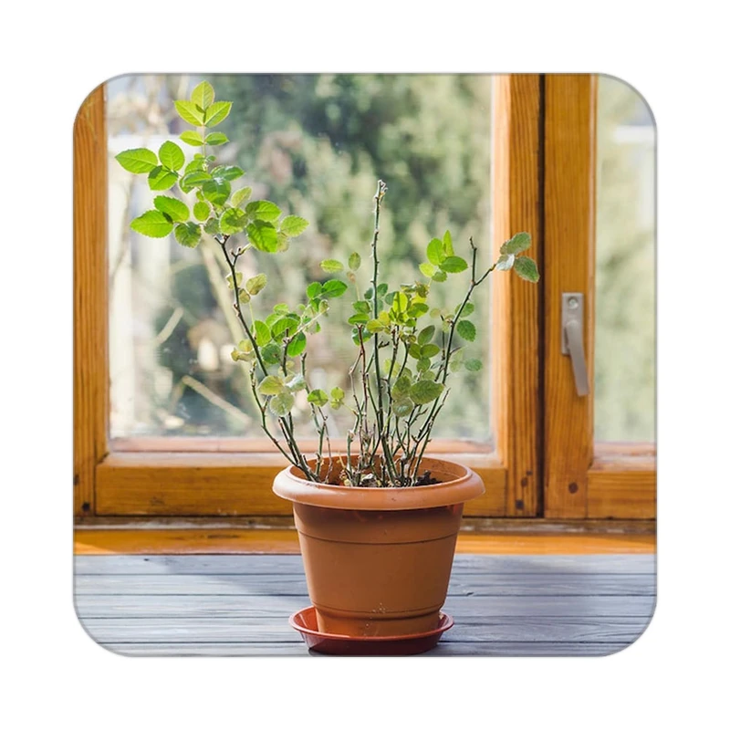 زیر لیوانی کاکتی طرح گل مدل mp18460