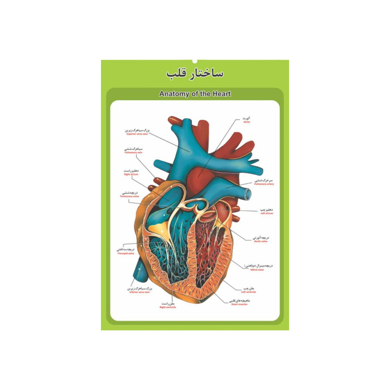 پوستر آموزشی مدل آناتومی ساختار قلب