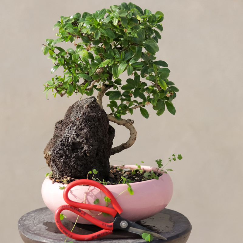 گیاه طبیعی بونسای گلدار کارمونا مدل 6810 گیاه طبیعی بونسای گلدار کارمونا مدل 6810