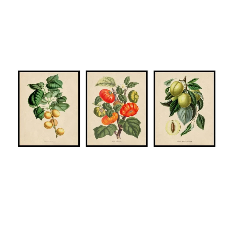 پوستر مدل گیاه‌شناسی مجموعه 3 عددی