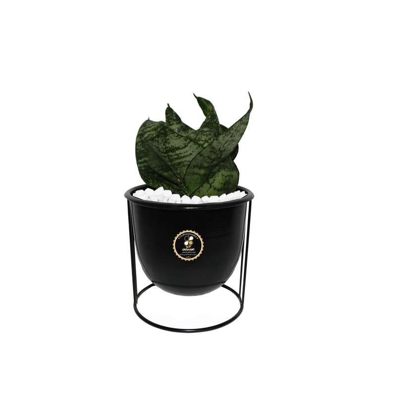 گیاه طبیعی سانسوریا سبز شرکت گلباران سبز گیلان مدل GN13-27GRMS گیاه طبیعی سانسوریا سبز شرکت گلباران سبز گیلان مدل GN13-27GRMS