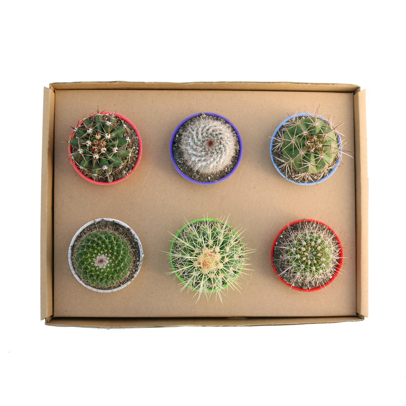 گیاه طبیعی کاکتوس آیدین کاکتوس کد CB-058 مجموعه 6 عددی گیاه طبیعی کاکتوس آیدین کاکتوس کد CB-058 مجموعه 6 عددی