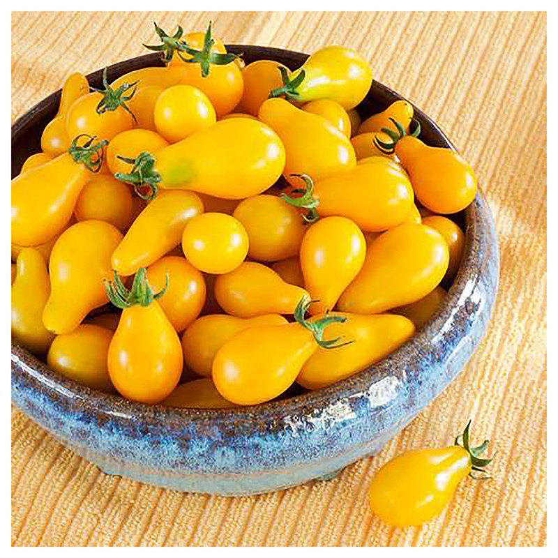 بذر گوجه گلابی زرد درختی آذر سبزینه مدل A721