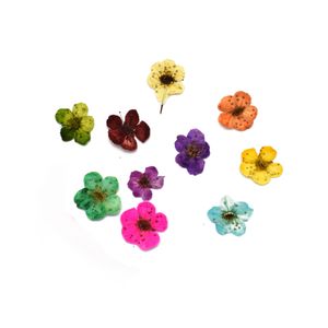 نقد و بررسی گل خشک نورا لند مدل اسپیره بسته 10 عددی توسط خریداران