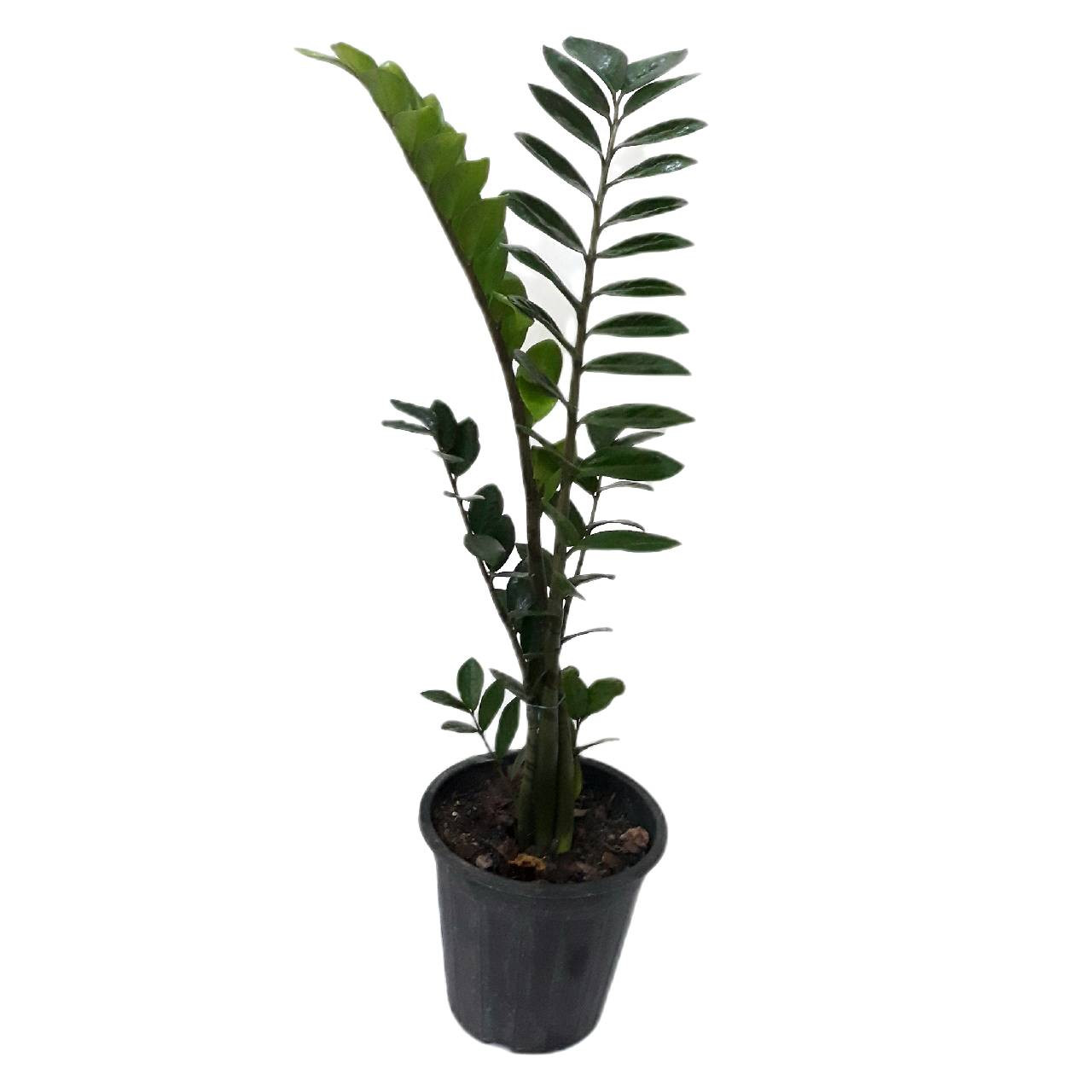 گیاه طبیعی زاموفیلیا سبز کد 120 گیاه طبیعی زاموفیلیا سبز کد 120