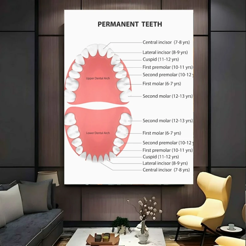 تابلو بوم طرح مخمل دندانپزشکی مدل آناتومی دهان کد BK24434