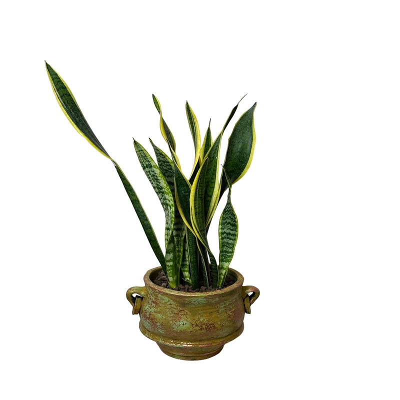 گل آپارتمانی سانسوریا ابلق کد SA404-10