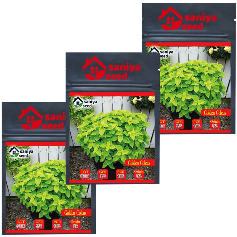 بذر گل حسن یوسف گلدن سانیا سید مدل H7 مجموعه 3 عددی