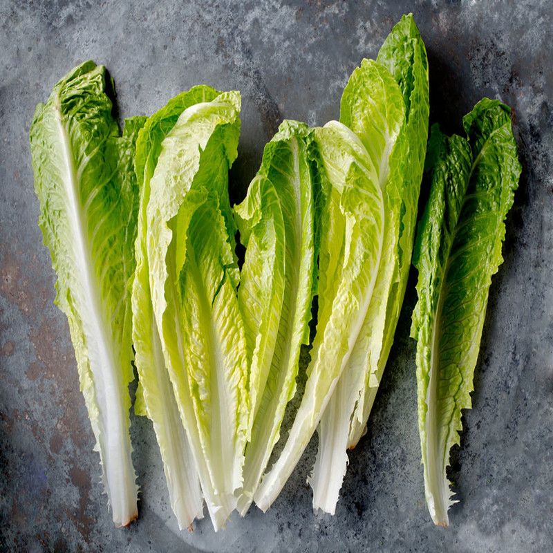 بذر کاهو سالادی وانیا سید مدل I14