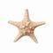 ستاره دریایی تزیینی مدل گرگور