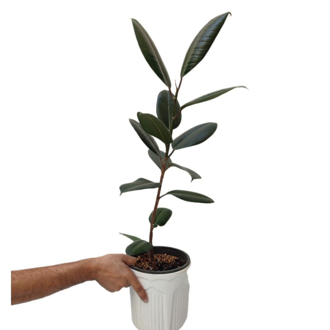 گیاه طبیعی فیکوس بلک مدل 03