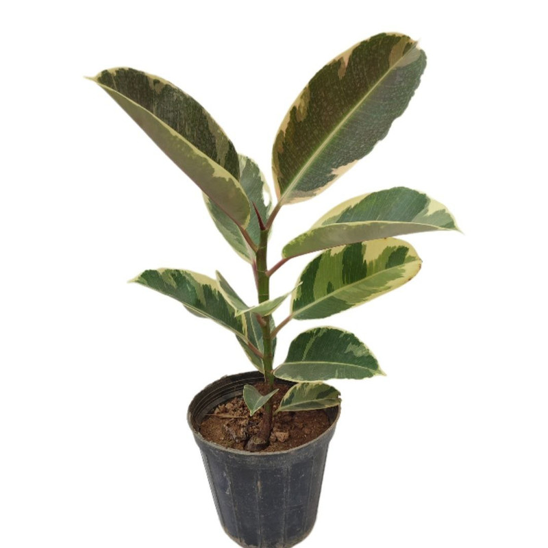 گیاه طبیعی فیکوس ابلق یاقوتی مدل 014