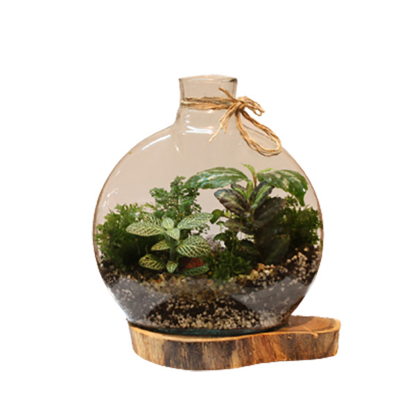 گیاه طبیعی تراريوم وابي كوزا مدل آنتاليا با زيره چوبي