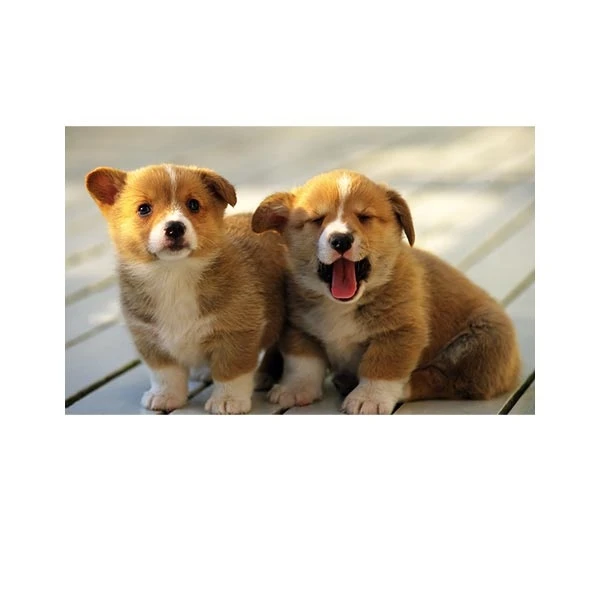    پادری طرح حیوانات کد M35M001-MA0083 سایز 76x46 سانتی متر