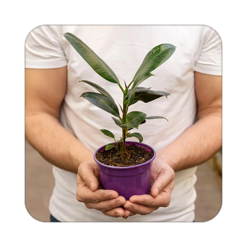 زیر لیوانی کاکتی طرح گل مدل mp16748