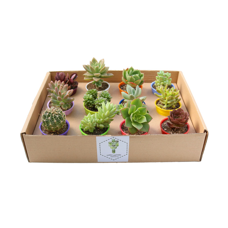 گیاه طبیعی کاکتوس و ساکولنت آیدین کاکتوس کد CB-029 مجموعه 12 عددی