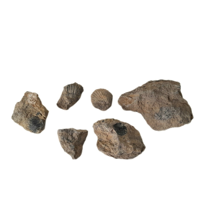 سنگ راف مدل فسیل صدف مجموعه 6 عددی