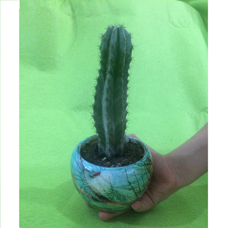 گیاه طبیعی کاکتوس اچینوپسیس پاچانوی مدل K001