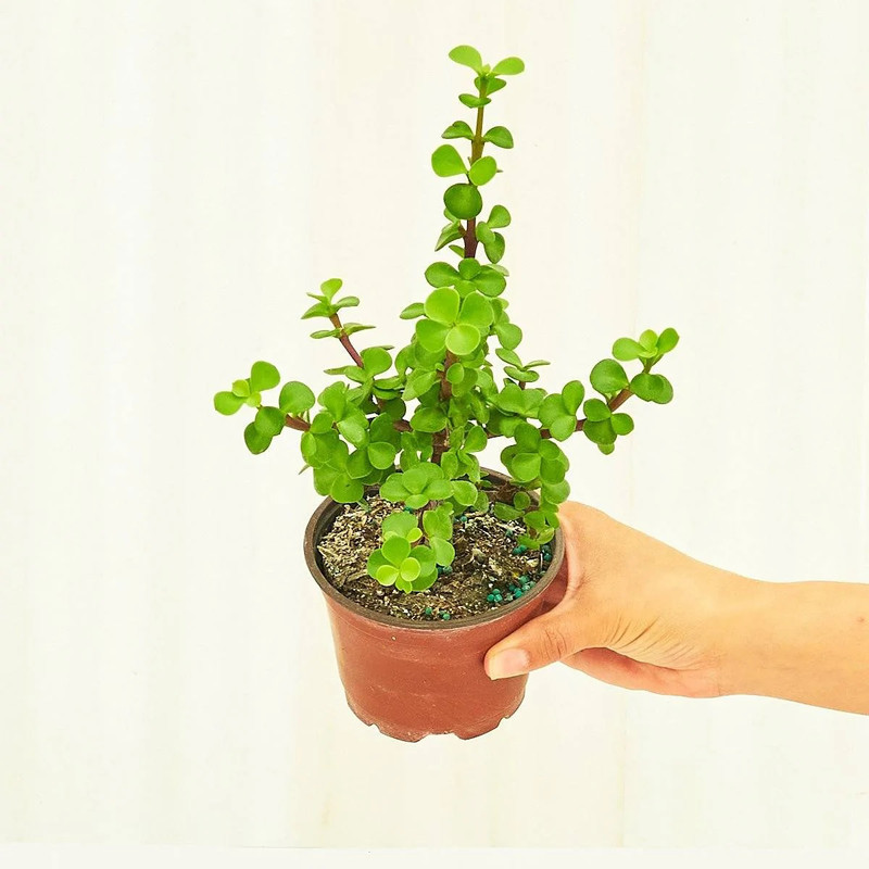 گیاه طبیعی ساکولنت خرفه مدل پورتولاکاریا افرا کد PA15