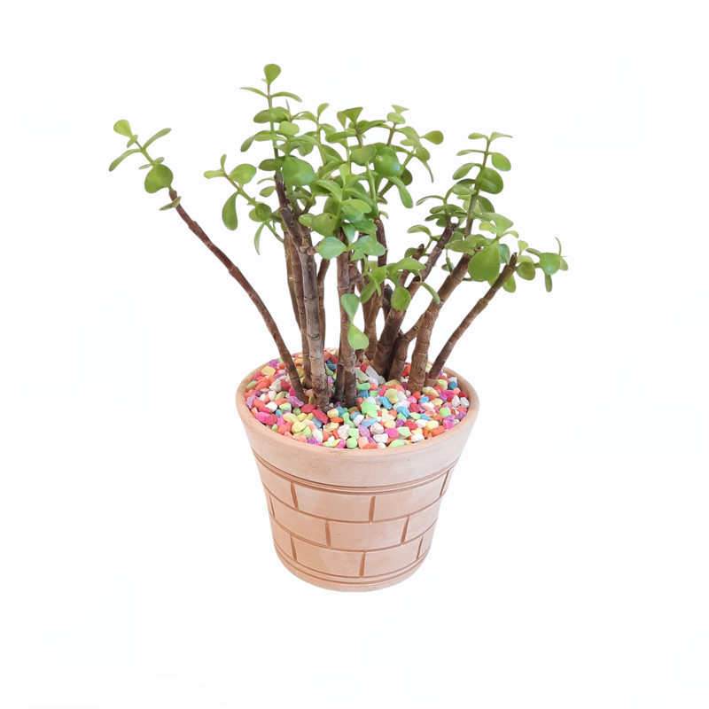 گیاه طبیعی خرفه کد 22 گیاه طبیعی خرفه کد 22