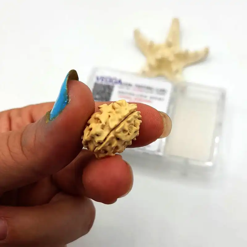 مهره رودراکشا مدل موکی کد 03