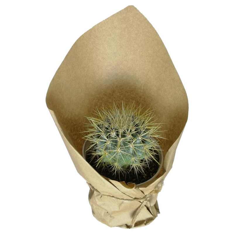 گیاه طبیعی اچینو کد qq06