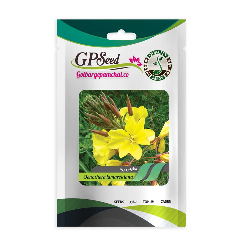 بذر گل مغربی پابلند زرد گلبرگ پامچال کد GPF-080