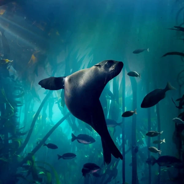 عکس شماره 4 : مستند سیاره آبی دو blue planet ii اثر دیوید اتنبرو نشر لیمو استور