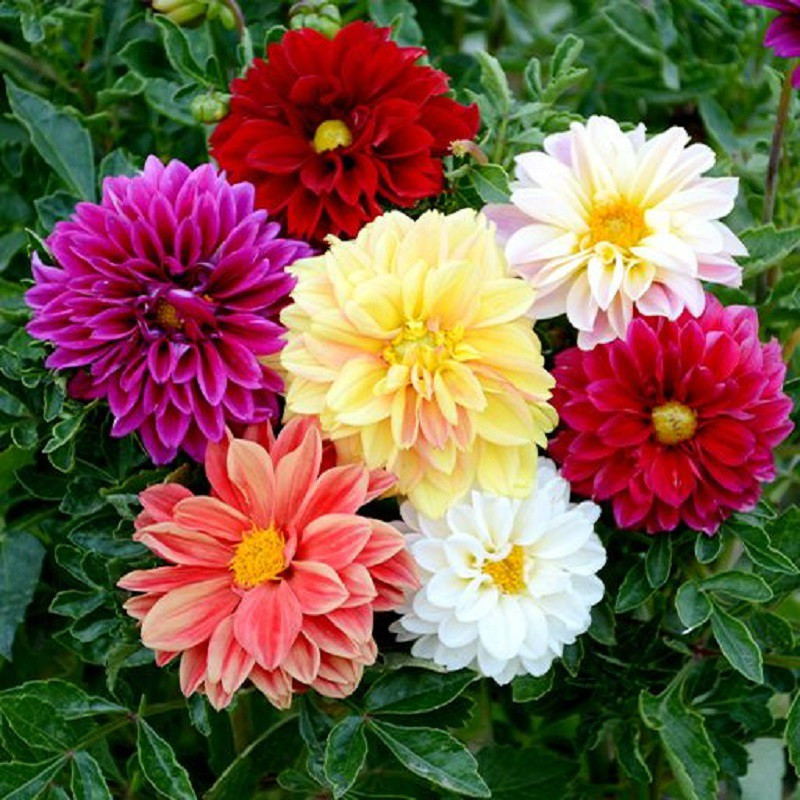 بذر گل کوکب بذری الوان جی پی سید مدل GP28138