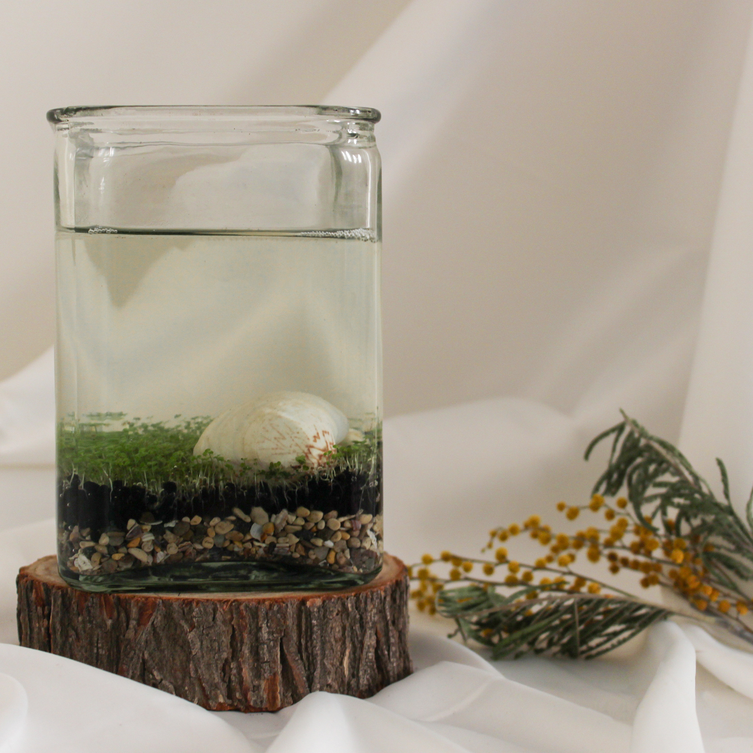 ویواریوم گیاه طبیعی کد viv-w103