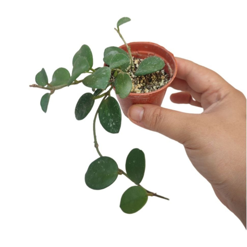 گیاه طبیعی هویا ماتیلدا اسپلش مدل 06 گیاه طبیعی هویا ماتیلدا اسپلش مدل 06