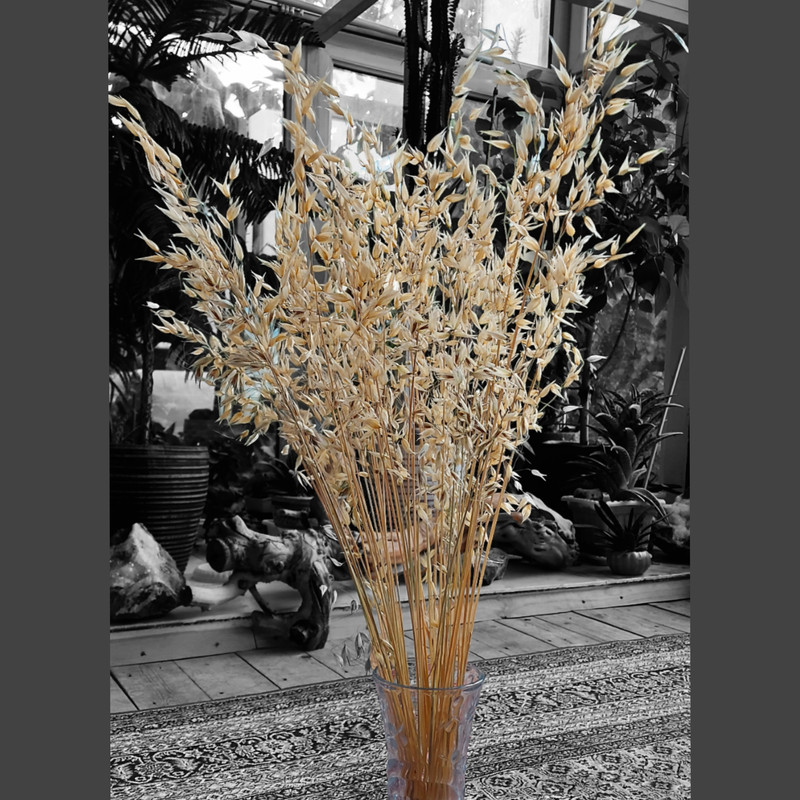 گل خشک مدل جو دو سر بزرگ