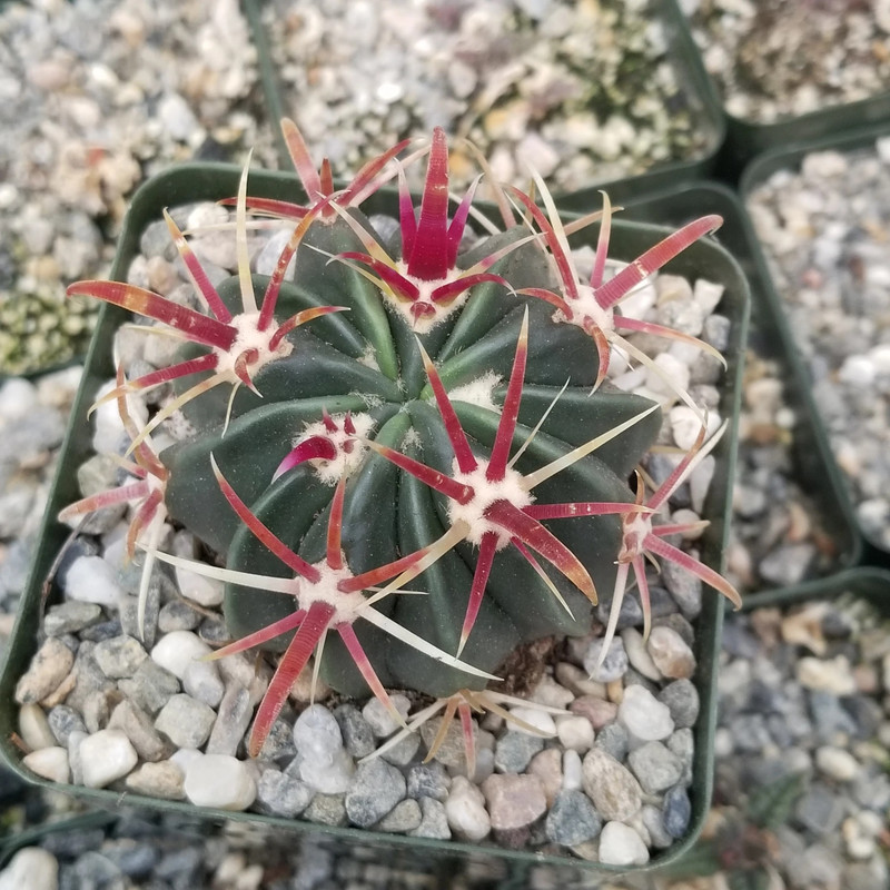 بذر فرو کاکتوس وانیا سید مدل V24