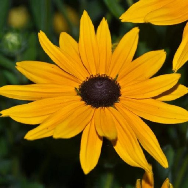 بذر گل کوکب کوهی زرد جی پی سید مدل GP104 بذر گل کوکب کوهی زرد جی پی سید مدل GP104